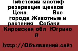 Тибетский мастиф резервация щенков › Цена ­ 100 000 - Все города Животные и растения » Собаки   . Кировская обл.,Югрино д.